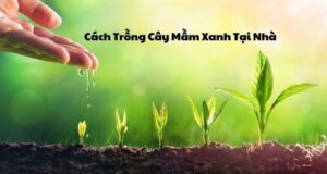 Cách Trồng Cây Mầm Xanh Tại Nhà