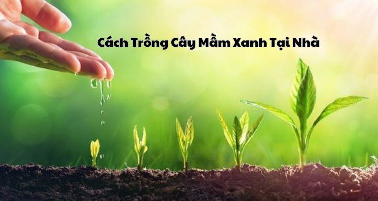 Cách Trồng Cây Mầm Xanh Tại NhàCách Trồng Cây Mầm Xanh Tại Nhà