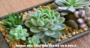 Hướng Dẫn Cách Ươm Sen Đá Từ A Đến Z