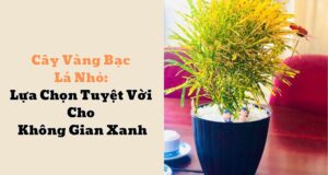 Cây Vàng Bạc Lá Nhỏ: Lựa Chọn Tuyệt Vời Cho Không Gian Xanh