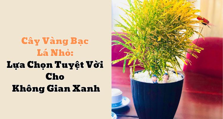 Cây Vàng Bạc Lá Nhỏ