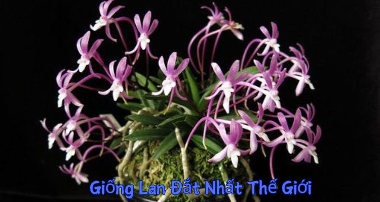 Giống Lan Đắt Nhất Thế Giới