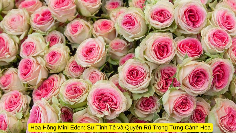 Hoa Hồng Mini Eden: Sự Tinh Tế và Quyến Rũ Trong Từng Cánh Hoa