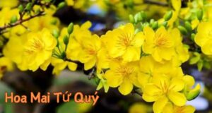 Top Các Loại Hoa Mai Tứ Quý Phù Hợp Với Mỗi Mùa Trong Năm