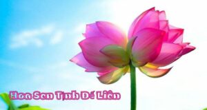 Tìm Hiểu Về Hoa Sen Tịnh Đế Liên