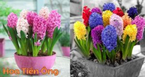 Hoa Tiên Ông: Hướng Dẫn Chi Tiết Từ A Đến Z