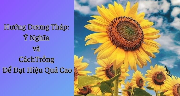 Hướng Dương Tháp: Ý Nghĩa và Cách Trồng Để Đạt Hiệu Quả Cao