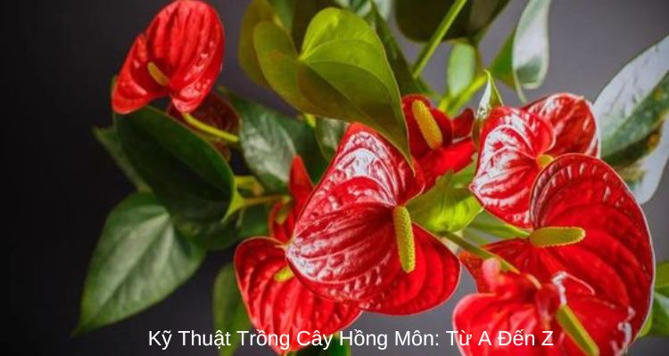 Kỹ Thuật Trồng Cây Hồng Môn: Từ A Đến Z