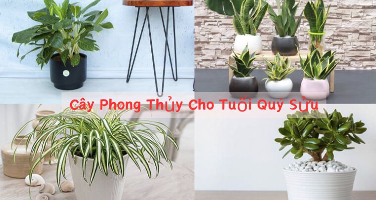 Cây Phong Thủy Cho Tuổi Quý Sửu: Bí Quyết Thu Hút May Mắn