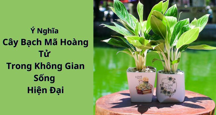 Ý Nghĩa Cây Bạch Mã Hoàng Tử Trong Không Gian Sống Hiện Đại