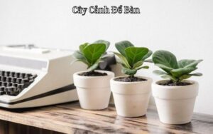 Cây Cảnh Để Bàn: Lựa Chọn Hoàn Hảo Cho Không Gian Sống Hiện Đại